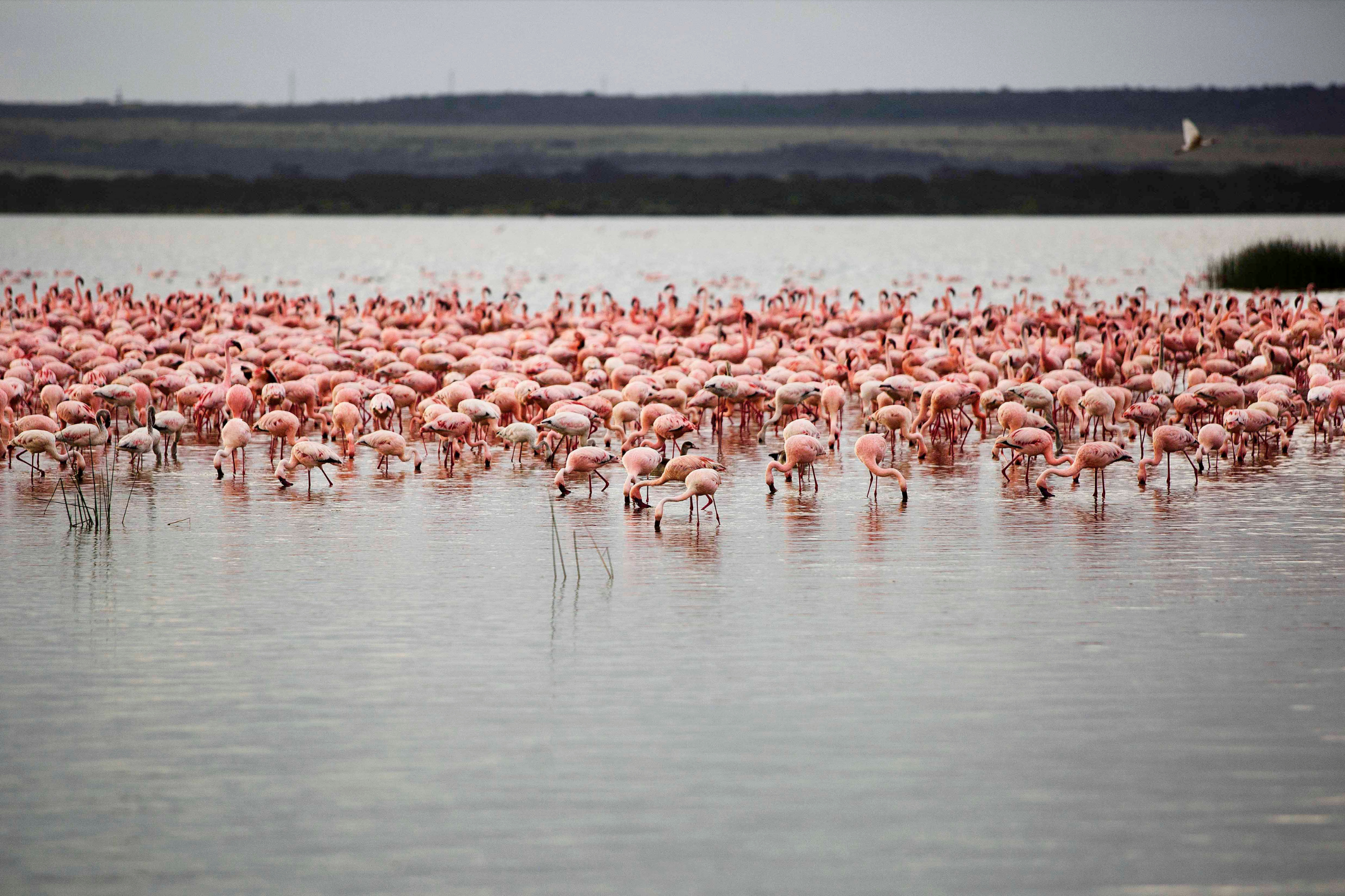 lake elementaita (2).webp